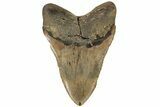 Robust, Fossil Megalodon Tooth - North Carolina #199701-2